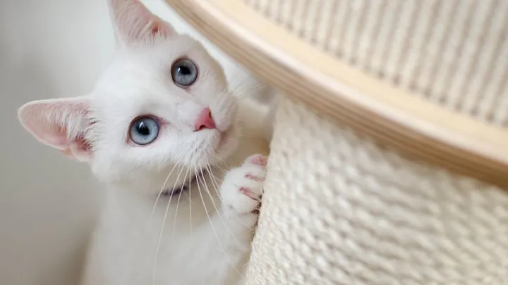 Bí Quyết Đặt Tên Cho Mèo Đực Bằng Tiếng Anh: Gợi Ý Các Cách Gọi Cute, Độc Đáo Và Ý Nghĩa Nhất Cho Thú Cưng