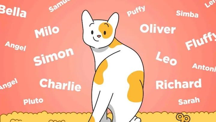 Bí Quyết Đặt Tên Cho Mèo Đực Bằng Tiếng Anh: Gợi Ý Các Cách Gọi Cute, Độc Đáo Và Ý Nghĩa Nhất Cho Thú Cưng