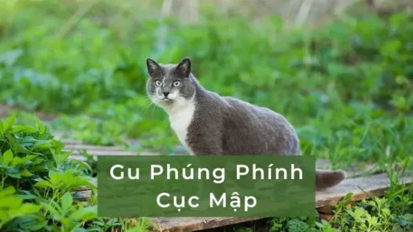 200+ Cách Đặt Tên Cho Mèo Hài Hước, Bá Đạo Và Độc Lạ Nhất
