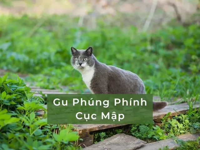 200+ Cách Đặt Tên Cho Mèo Hài Hước, Bá Đạo Và Độc Lạ Nhất 200+ Cách Đặt Tên Cho Mèo Hài Hước, Bá Đạo Và Độc Lạ Nhất