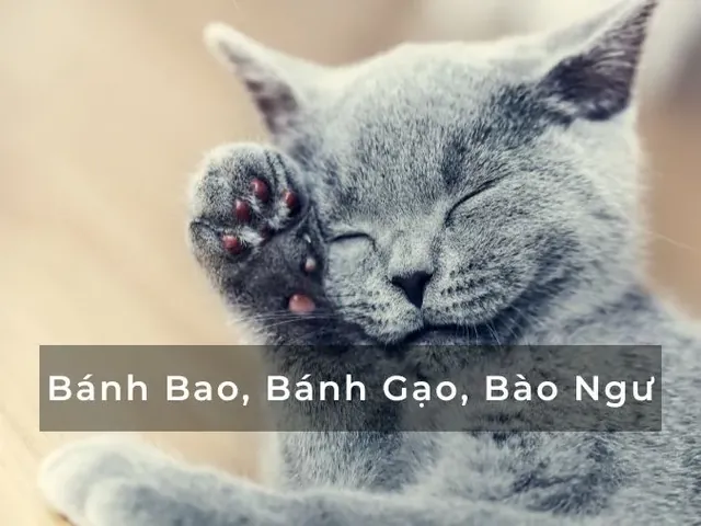 200+ Cách Đặt Tên Cho Mèo Hài Hước, Bá Đạo Và Độc Lạ Nhất 200+ Cách Đặt Tên Cho Mèo Hài Hước, Bá Đạo Và Độc Lạ Nhất