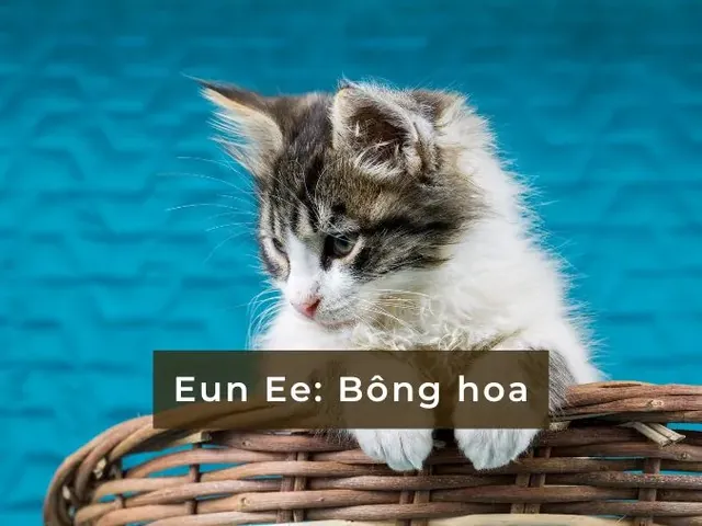 200+ Cách Đặt Tên Cho Mèo Hài Hước, Bá Đạo Và Độc Lạ Nhất 200+ Cách Đặt Tên Cho Mèo Hài Hước, Bá Đạo Và Độc Lạ Nhất