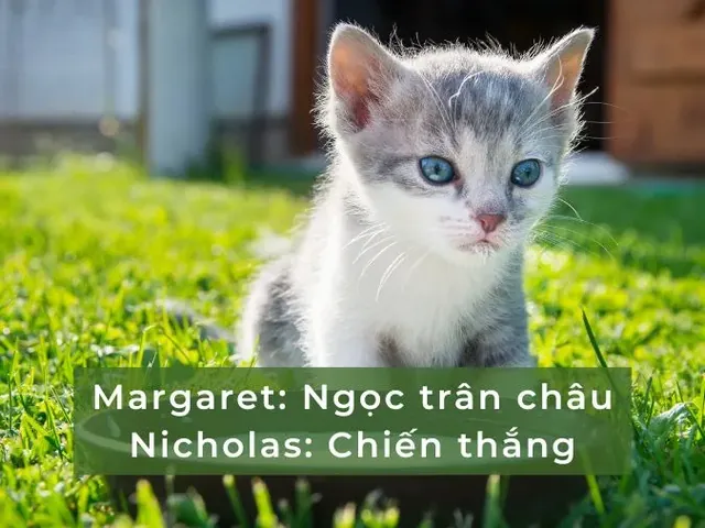 200+ Cách Đặt Tên Cho Mèo Hài Hước, Bá Đạo Và Độc Lạ Nhất 200+ Cách Đặt Tên Cho Mèo Hài Hước, Bá Đạo Và Độc Lạ Nhất