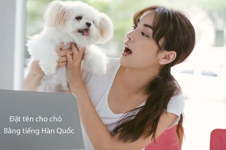 Chú Chó Năng Động Mang Tên Tiếng Nhật Truyền Thống. Chú Chó Năng Động Mang Tên Tiếng Nhật Truyền Thống.