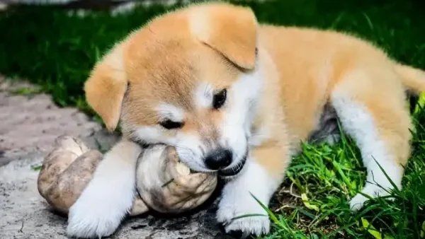 Gợi Ý Cách Đặt Tên Chó Nhật Hay, Độc Đáo Và Mang Ý Nghĩa Sâu Sắc Nhất