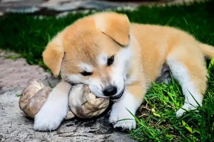 Tên Tiếng Nhật Hay Cho Chó Đực Mang Ý Nghĩa Mạnh Mẽ, Dũng Cảm Tên Tiếng Nhật Hay Cho Chó Đực Mang Ý Nghĩa Mạnh Mẽ, Dũng Cảm