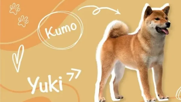 Gợi Ý Cách Đặt Tên Cho Chó Phú Quốc Hay, Ý Nghĩa Và Dễ Gọi Nhất