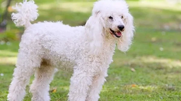 Hướng Dẫn Đặt Tên Cho Chó Poodle Hay, Độc Lạ Và Ý Nghĩa Nhất
