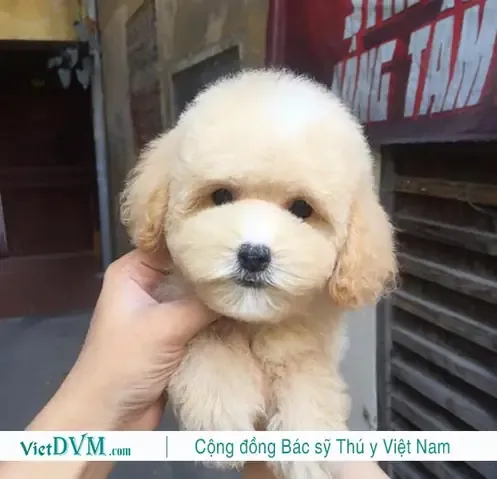 Các Yếu Tố Quan Trọng Cần Cân Nhắc Khi Đặt Tên Cho Chó Poodle Đực Là Gì?