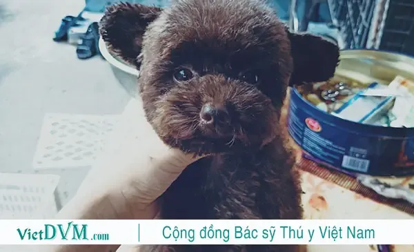 Top Các Gợi Ý Tên Tiếng Việt Hay Và Ý Nghĩa Cho Chó Poodle Đực Theo Chủ Đề