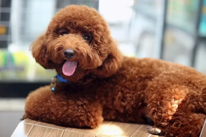 Đặt Tên Cho Chó Poodle Đực: Gợi Ý 100+ Tên Hay, Ý Nghĩa Và Dễ Gọi Nhất 2026