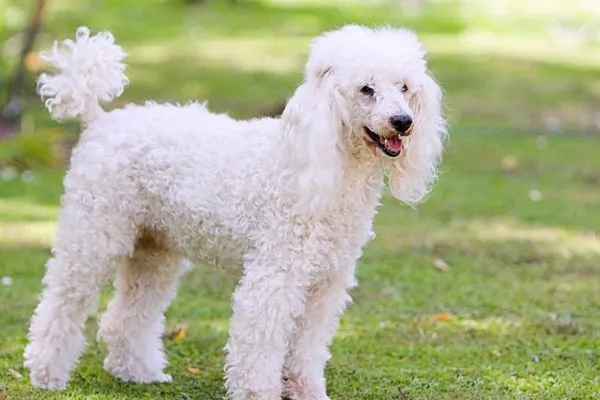 Đặt Tên Cho Chó Poodle Theo Tiếng Anh Sang Chảnh Và Hiện Đại Đặt Tên Cho Chó Poodle Theo Tiếng Anh Sang Chảnh Và Hiện Đại