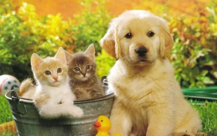 Gợi Ý Danh Sách Tên Cho Thỏ Trắng Cute, Dễ Thương Và Ý Nghĩa Nhất
