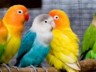 Cách Đặt Tên Cho Vẹt Đẹp, Gợi Ý Biệt Danh Hay Và Mẹo Dạy Chim Nhận Biết Tên Nhanh Chóng