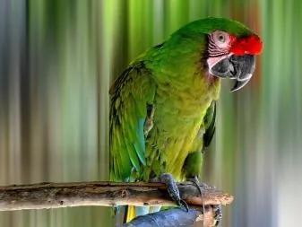Cách Đặt Tên Cho Vẹt Đẹp, Gợi Ý Biệt Danh Hay Và Mẹo Dạy Chim Nhận Biết Tên Nhanh Chóng