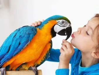 Cách Đặt Tên Cho Vẹt Đẹp, Gợi Ý Biệt Danh Hay Và Mẹo Dạy Chim Nhận Biết Tên Nhanh Chóng