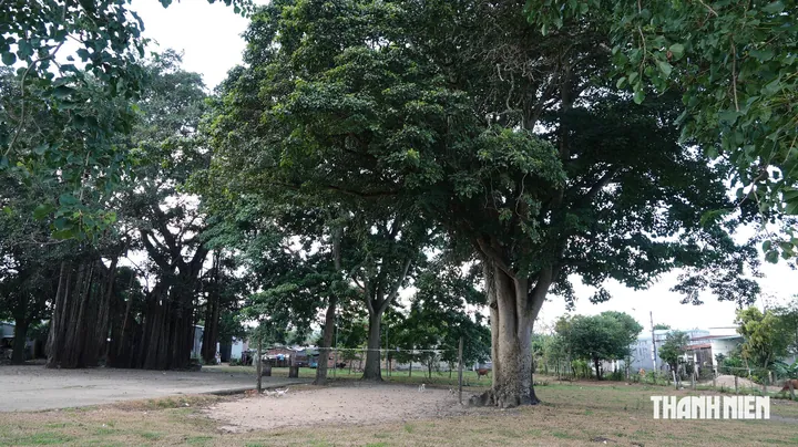 Gợi Ý Cách Đặt Tên Con Theo Cây Cỏ Hay, Ý Nghĩa Và Hợp Phong Thủy Cho Bé Trai, Bé Gái Gợi Ý Cách Đặt Tên Con Theo Cây Cỏ Hay, Ý Nghĩa Và Hợp Phong Thủy Cho Bé Trai, Bé Gái