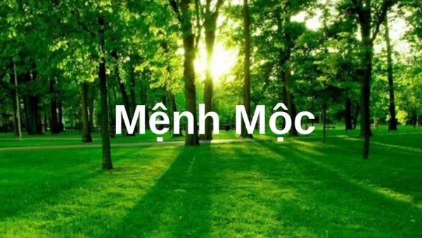 Hướng Dẫn Đặt Tên Công Ty Theo Mệnh Mộc Thu Hút Tài Lộc Và May Mắn