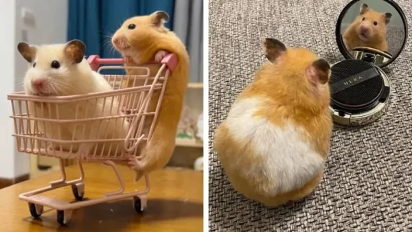 Gợi Ý Cách Đặt Tên Cho Chuột Hamster Siêu Dễ Thương, Độc Lạ Và Dễ Gọi Nhất