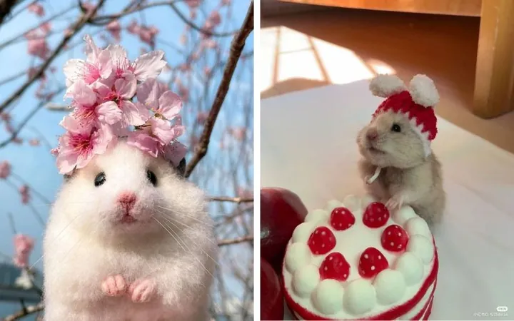 Chú Chuột Hamster Nhỏ Nhắn Được Đặt Tên Theo Món Bánh Ngọt Ngào