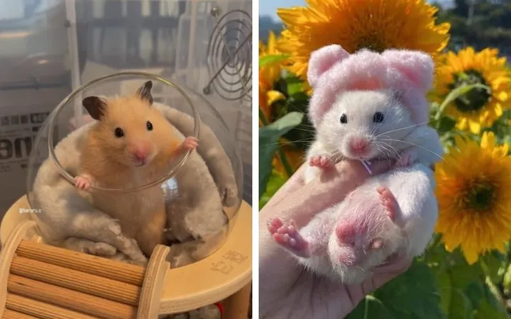 Đặt Tên Tiếng Anh Hay Và Cá Tính Cho Chuột Hamster