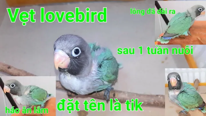 Những Lợi Ích Tinh Thần Khi Chú Vẹt Của Bạn Có Một Biệt Danh Riêng?