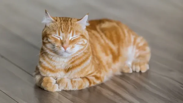 Cách Đặt Tên Mèo Tiếng Việt Hay, Ý Nghĩa Và Độc Đáo Nhất Cho Thú Cưng