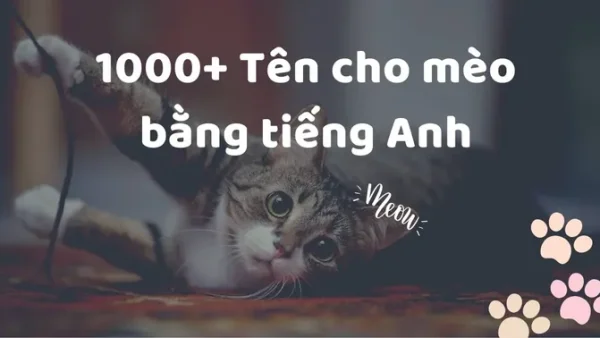 Gợi Ý 500+ Cách Đặt Tên Pet Cute, Đáng Yêu Nhất Cho Thú Cưng