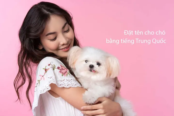 Chú Chó Nhỏ Dễ Thương Phản Ứng Nhanh Với Tên Gọi Ngắn Gọn Chú Chó Nhỏ Dễ Thương Phản Ứng Nhanh Với Tên Gọi Ngắn Gọn