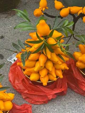 Dư Mai Anh Dư Mai Anh
