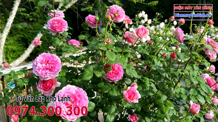 Tên Alexandra Có Nguồn Gốc Từ Đâu Và Mang Ý Nghĩa Gì?