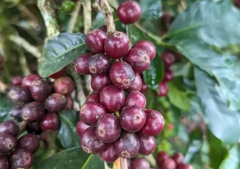 Ý Nghĩa Tên Alita Là Gì? Khám Phá Nguồn Gốc, Tác Phẩm Nổi Tiếng Và Vẻ Đẹp Của Cái Tên Này