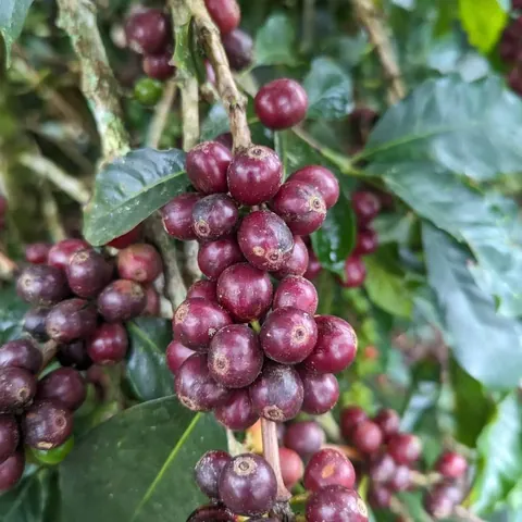 Ý Nghĩa Tên Alita Là Gì? Khám Phá Nguồn Gốc, Tác Phẩm Nổi Tiếng Và Vẻ Đẹp Của Cái Tên Này