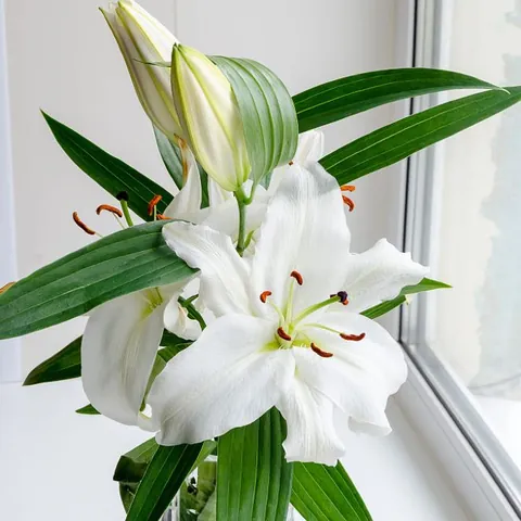 Biểu Tượng Của Hoa Bách Hợp Trong Văn Hóa Châu Âu Và Đạo Công Giáo Có Điểm Gì Đặc Biệt?