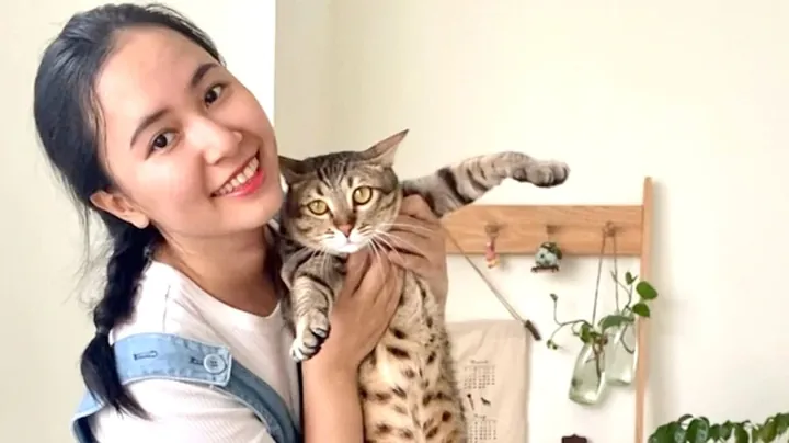 Lời Bài Hát Mèo Hoang Chính Xác Và Trọn Vẹn Nhất Gồm Những Nội Dung Gì? Lời Bài Hát Mèo Hoang Chính Xác Và Trọn Vẹn Nhất Gồm Những Nội Dung Gì?