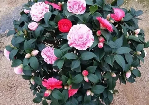 Giải Mã Ý Nghĩa Tên Bảo Tâm Và Nguồn Gốc Tên Các Cơn Bão Nổi Bật