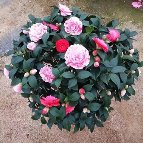 Ý Nghĩa Tên Gọi Của Các Cơn Bão Nổi Bật Do Việt Nam Và Quốc Tế Đề Xuất Ý Nghĩa Tên Gọi Của Các Cơn Bão Nổi Bật Do Việt Nam Và Quốc Tế Đề Xuất