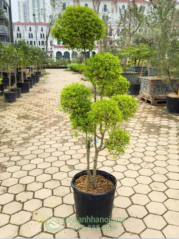 Ý Nghĩa Tên Bùi Ánh Dương Là Gì? Luận Giải Chi Tiết Phong Thủy Và Vận Mệnh Ý Nghĩa Tên Bùi Ánh Dương Là Gì? Luận Giải Chi Tiết Phong Thủy Và Vận Mệnh