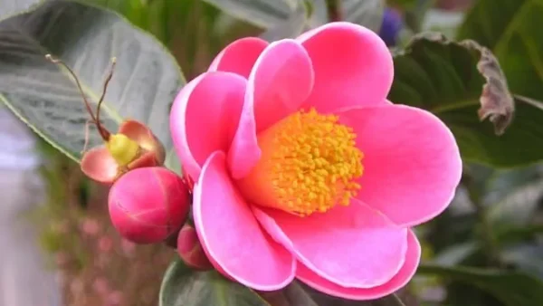 Giải Mã Ý Nghĩa Tên Các Loài Hoa Yêu Đơn Phương Biểu Tượng Cho Tình Cảm Thầm Kín