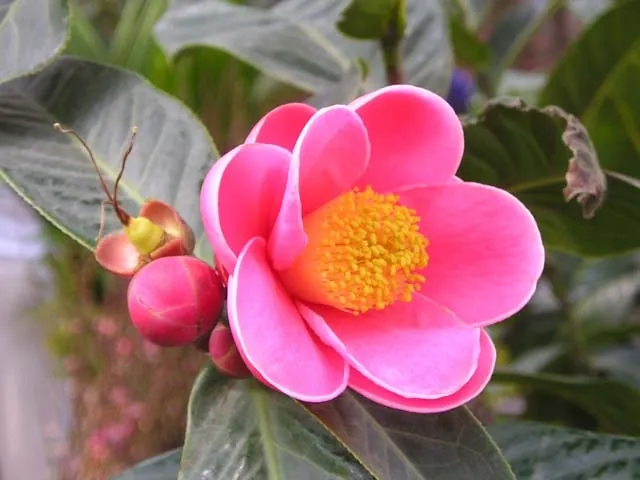 Hoa Hải Đường Hoa Hải Đường