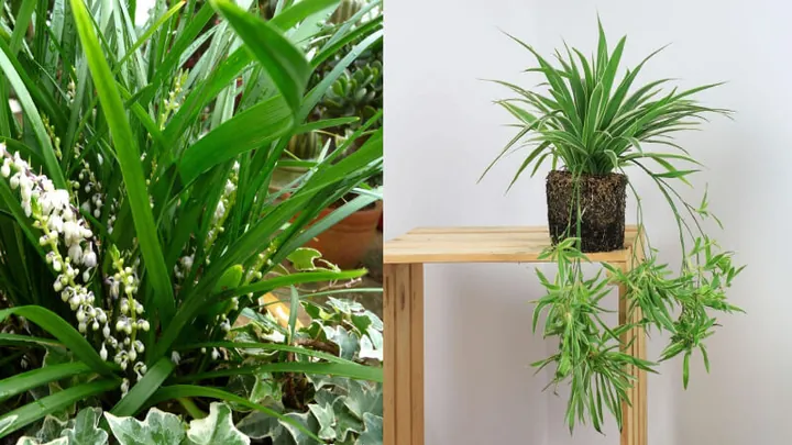 Ý Nghĩa Tên Chi Lan Là Gì? Giải Mã Ý Nghĩa, Phong Thủy Và Thần Số Học Chi Tiết