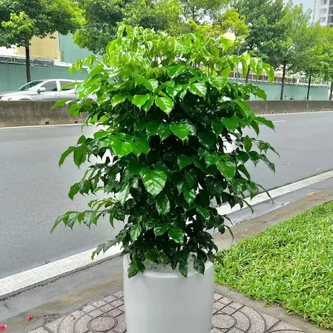 Ý Nghĩa Phong Thủy Và Ngũ Hành Của Tên Thanh Phúc Ý Nghĩa Phong Thủy Và Ngũ Hành Của Tên Thanh Phúc