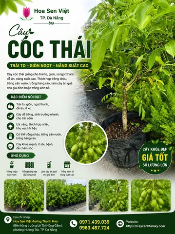 Tên Lê Diễm Có Ý Nghĩa Gì? Giải Mã Ý Nghĩa, Phong Thủy Và Gợi Ý Tên Đệm Hay Nhất