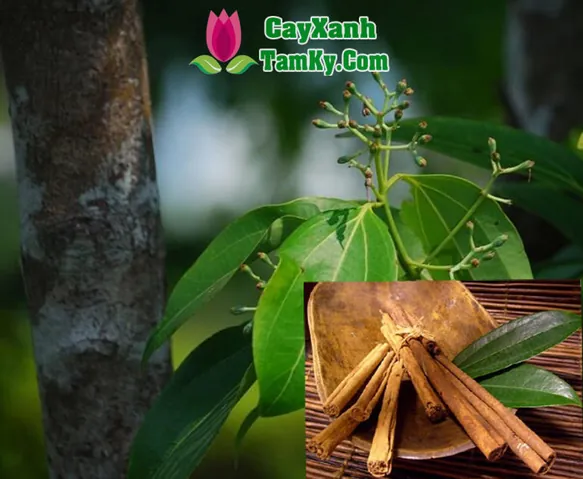 Các Tiêu Chí Quan Trọng Khi Đặt Tên Đặng Quế Tâm Cho Bé Yêu Là Gì?