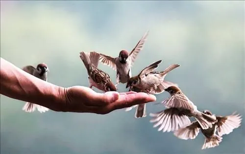 Ý Nghĩa Về Lòng Tốt Bụng Và Sự Thánh Thiện Của Edeline