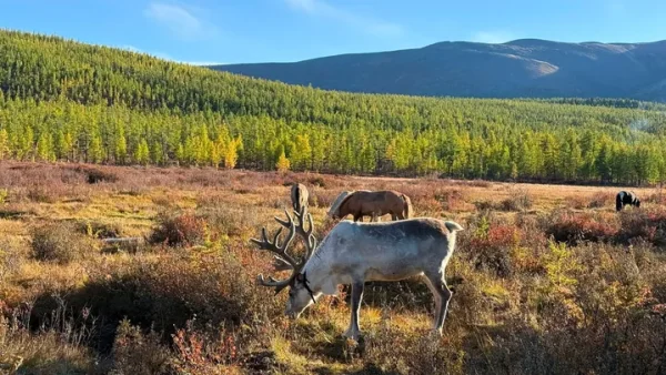Ý Nghĩa Tên Gọi Caribou Là Gì Và Có Nguồn Gốc Từ Đâu?