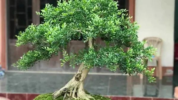 Ý Nghĩa Tên Gọi Nguyệt Quế Là Gì? Khám Phá Biểu Tượng, Phong Thủy Và Giá Trị Văn Hóa