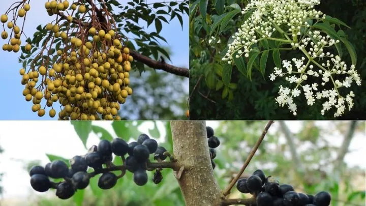 Nguồn Gốc Và Ý Nghĩa Tên Gọi Sầu Đâu Là Gì? Nguồn Gốc Và Ý Nghĩa Tên Gọi Sầu Đâu Là Gì?