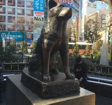 Giải Mã Ý Nghĩa Tên Hachiko Và Câu Chuyện Đằng Sau Biểu Tượng Trung Thành