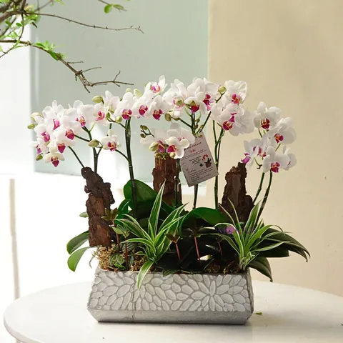 Ý Nghĩa Tên Hồ Điệp Là Gì? Giải Mã Biểu Tượng, Phong Thủy Và Tên Gọi Ý Nghĩa Tên Hồ Điệp Là Gì? Giải Mã Biểu Tượng, Phong Thủy Và Tên Gọi